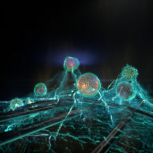 Lade das Bild in den Galerie-Viewer, Ersatzfilter zu Blueair HealthProtectTM 7470i

