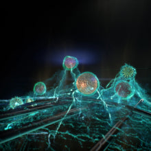 Lade das Bild in den Galerie-Viewer, Ersatzfilter zu Blueair HealthProtectTM 7370i
